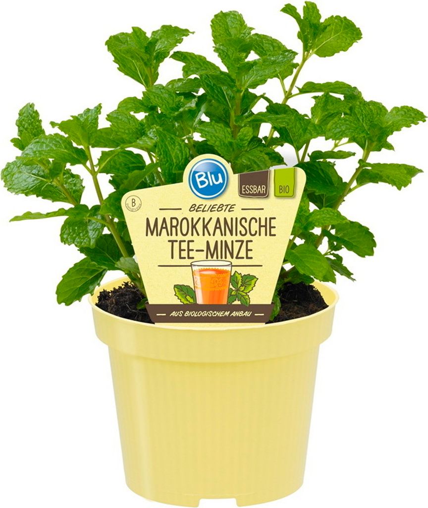 Marokkanische Tee-Minze- Mentha spicata - Kräuterpflanze im 12cm Topf