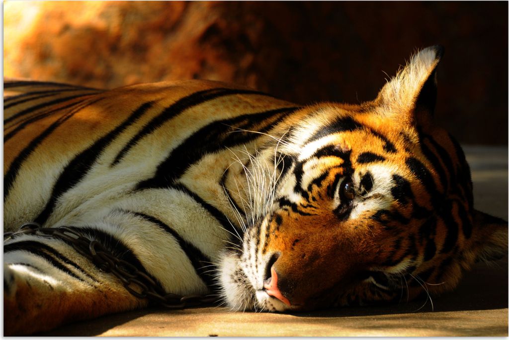 MuchoWow Poster Tiger - Tiere - Ruhe 90x60 cm - Schlafzimmer
