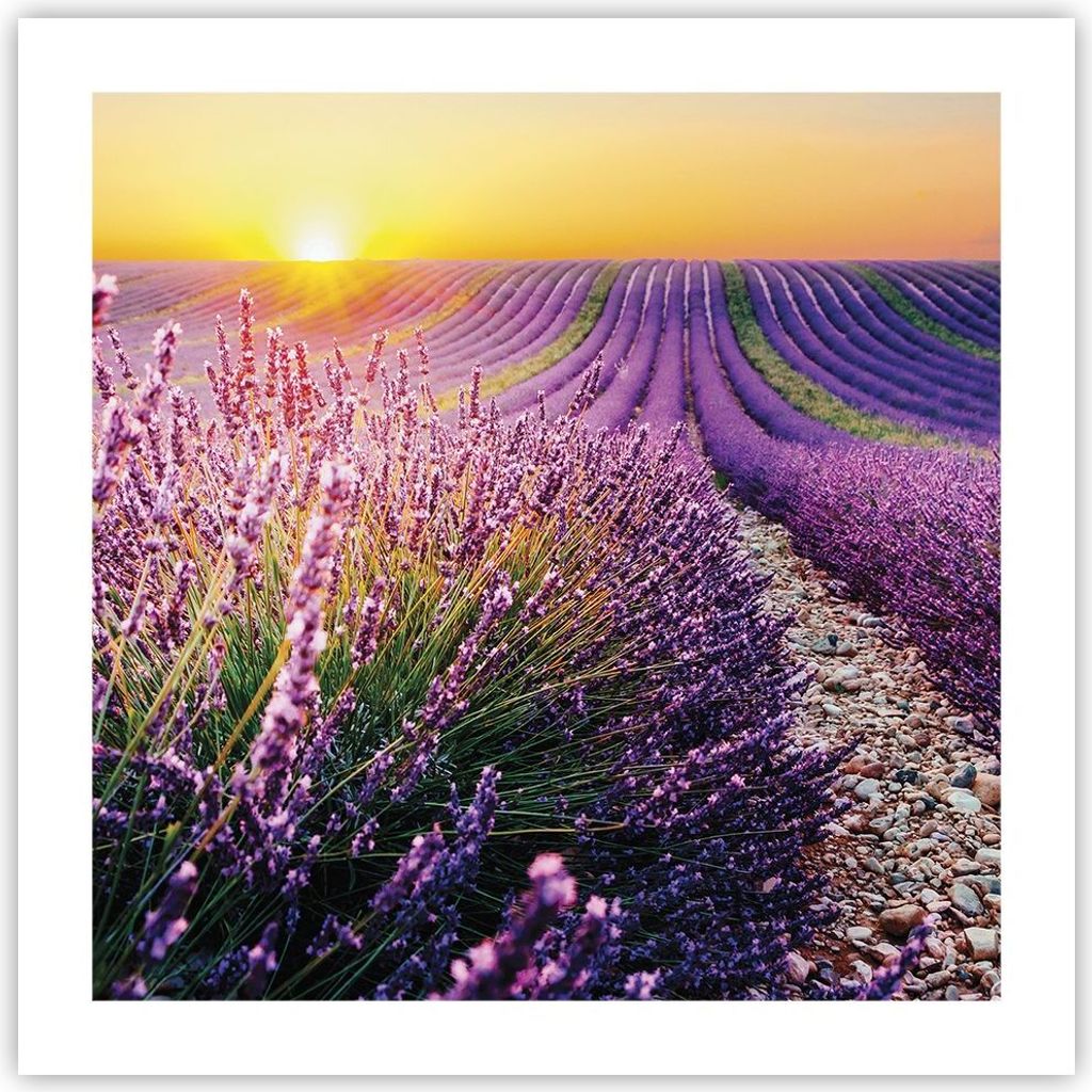 Poster - Poster ohne Rahmen - Feld Lavendel Sonne - 50x50 cm - Wand Bild - Wanddeko - Wandbilder - Kunstposter - Wandposter - Bilder - Kunstdruck -...
