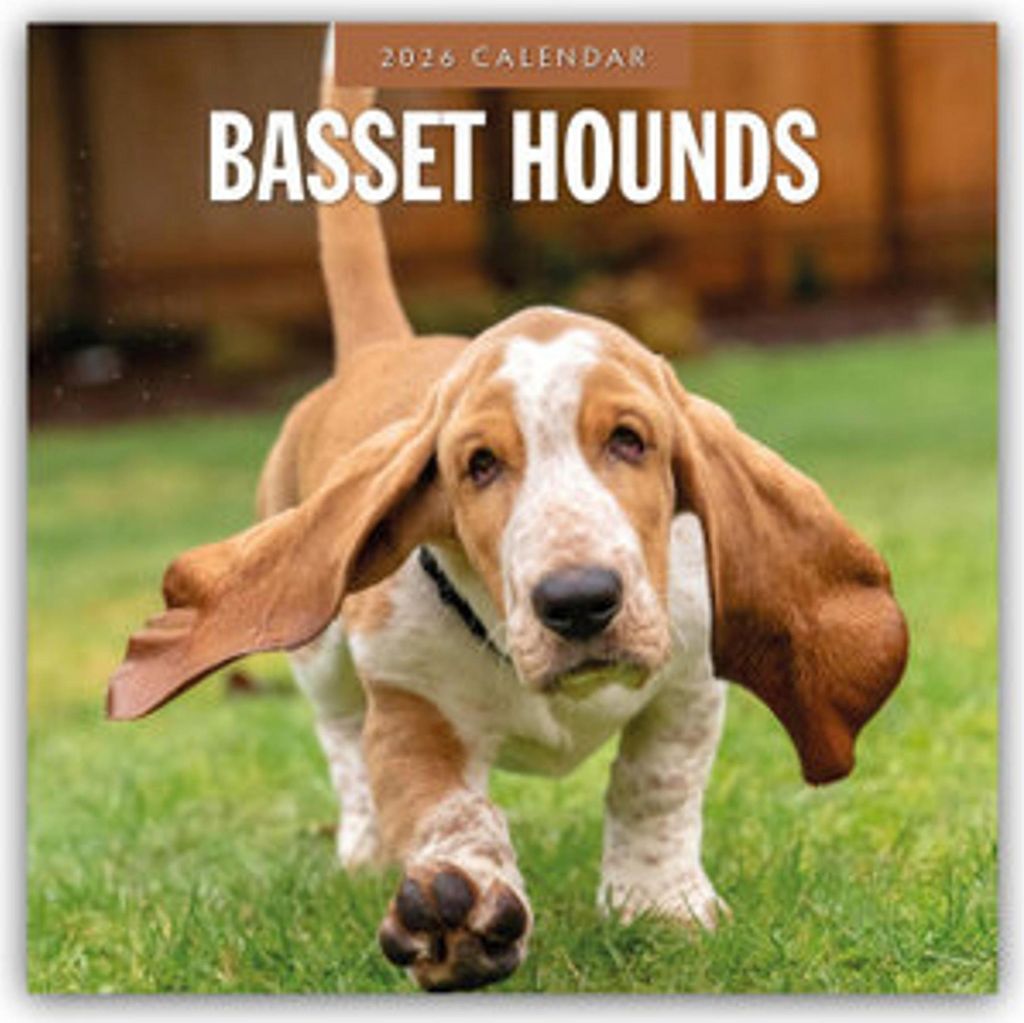 Basset Hounds - Basset Hound 2026 - 16-Monatskalender
