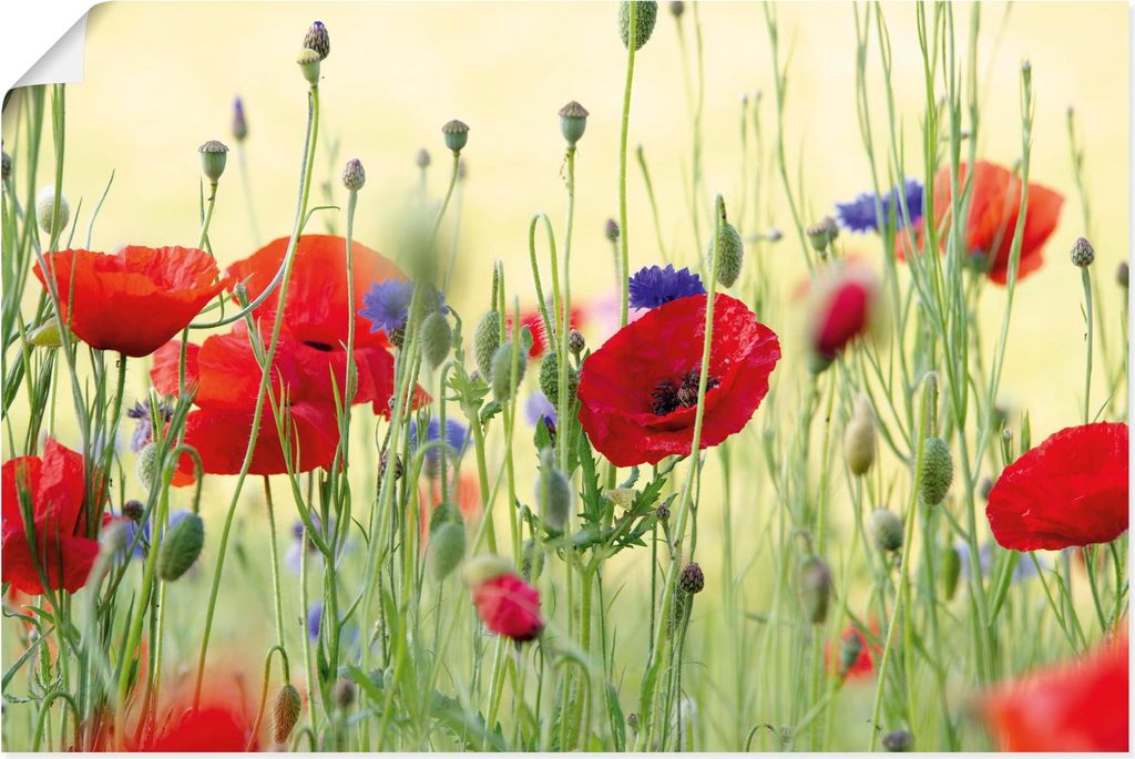 ARTland Poster Sommer Klatschmohn Wiese mit Kornblumen Größe: 120x80 cm