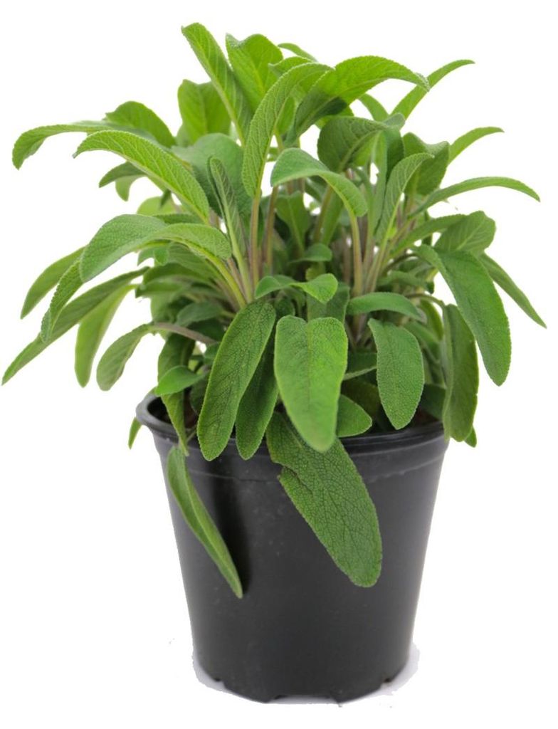 Enseleits Italienischer Salbei im 15cm Topf, Salvia officinalis, frische Kräuter Pflanze