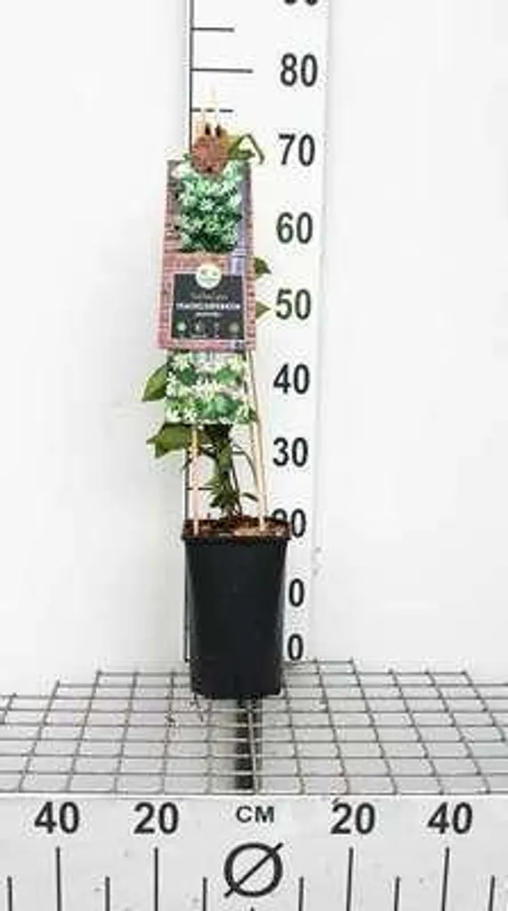 Trachelospermum jasminoides - Jasmin étoilé 50-60 cm en pot de culture