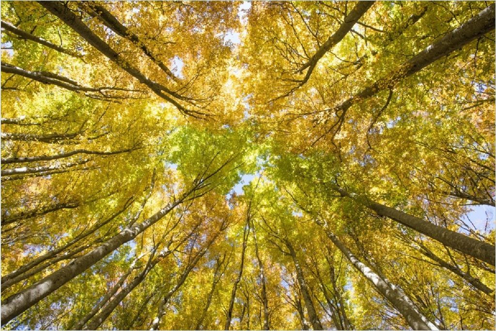 Wallario Poster - Goldener Herbst - Bunte Blätter von unten betrachtet, Kunstdruck Größe: 100 x 150 cm