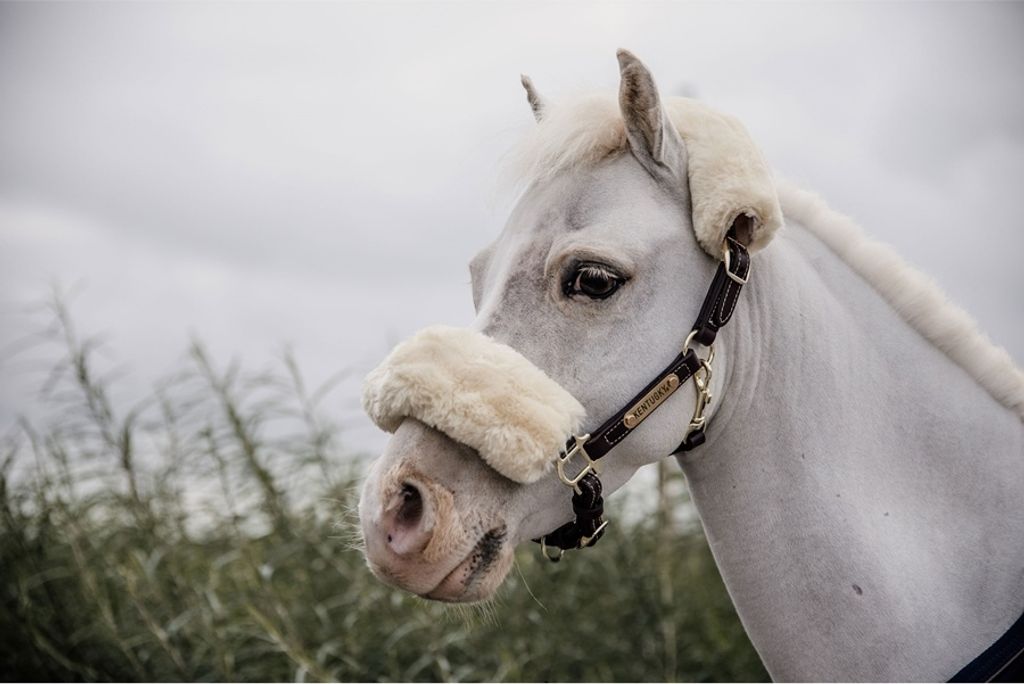 Kentucky Horsewear Lederhalfter Lammfell Braun Shetty