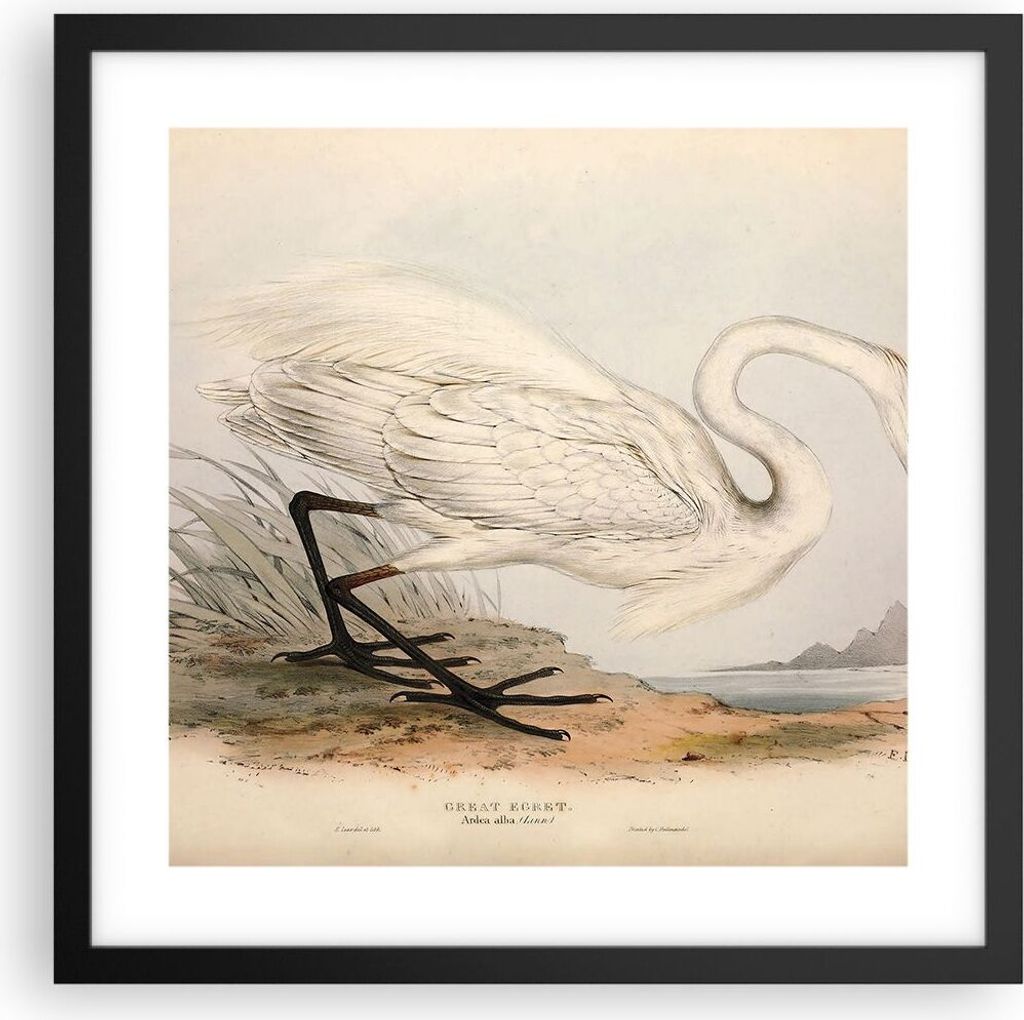 Gerahmtes Poster - Schwarzer Rahmen - Vogel Weiß Reiher - Produktbild 
