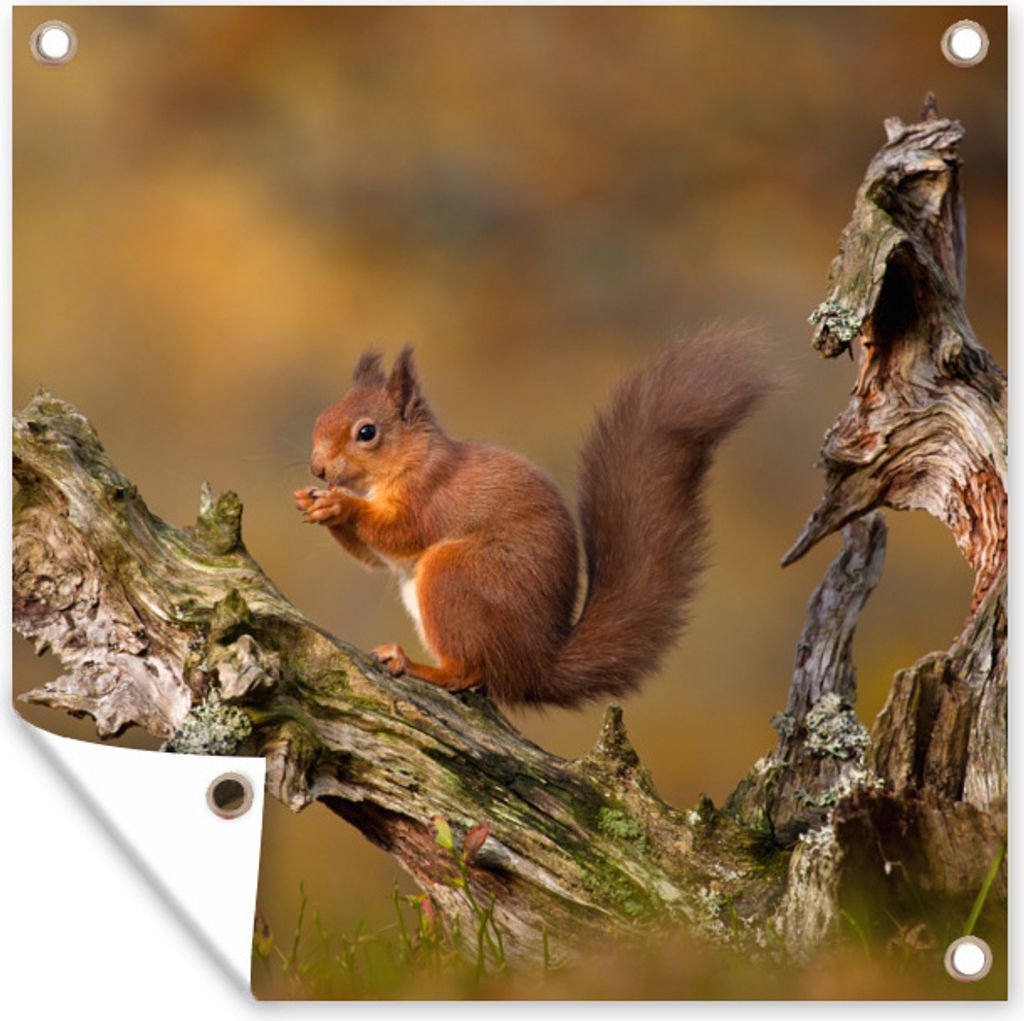 MuchoWow 50x50 cm Outdoor-Poster Gartendeko Sichtschutz Garten Poster für den Garten Eichhörnchen - Baumstamm - Wald