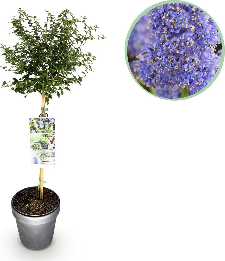 Lillà californiano Ceanothus thyrsiflorus Repens Ø19cm Immagine del prodotto 