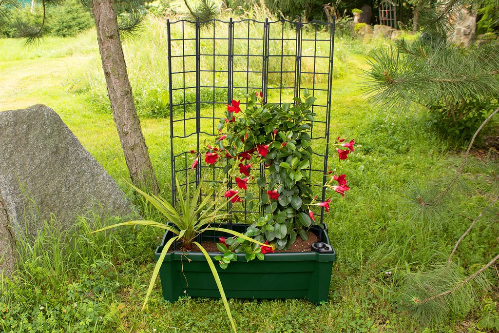 KHW Calypso Pflanzkasten aus hochwertigem Kunststoff auf Rollen mit Bewässerungssystem + modulares Spalier, stabil, wetter-/UV-beständig. Farbe: ...