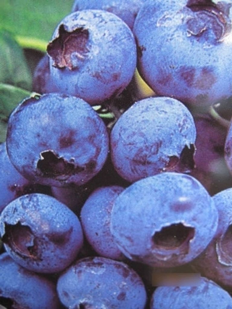 Vaccinium Little Blue Wonder - Heidelbeere Little Blue Wonder