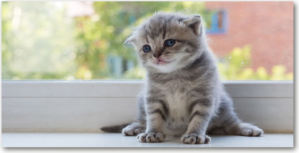 Tulup Glas-Bild - 100x50 -Wandkunst - Wandbild hinter gehärtetem Sicherheitsglas - Tiere - Kleine Katze Fenster - Grau