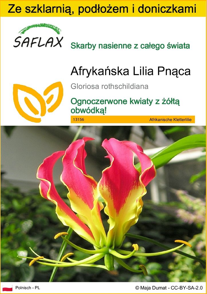 SAFLAX - Zestaw do uprawy - Afrykańska Lilia Pnąca - 15 Zdjęcie produktu 