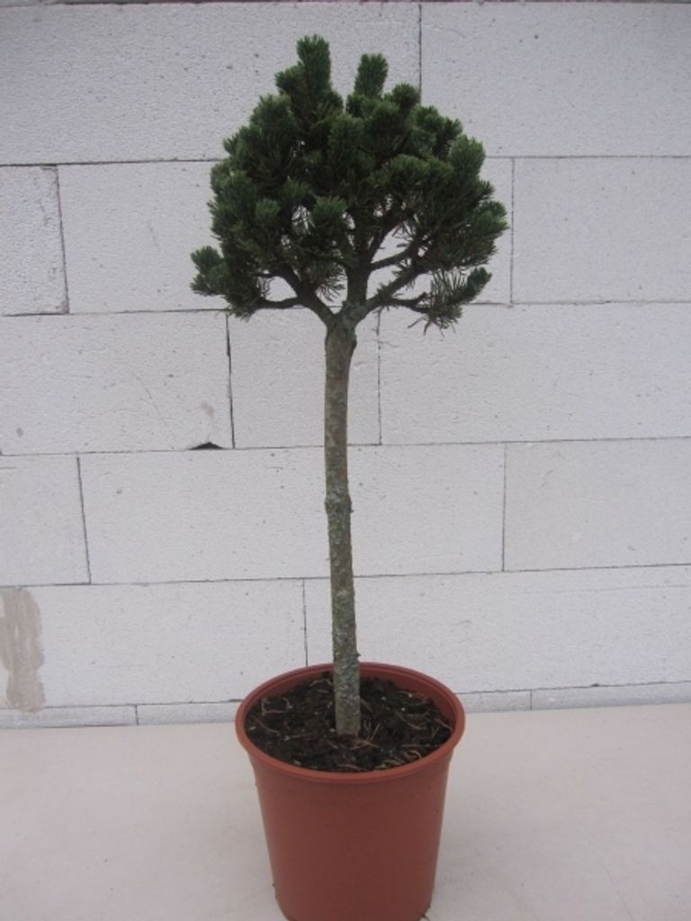 Pinus mugo Picobello - Zwergkiefer Picobello Stamm