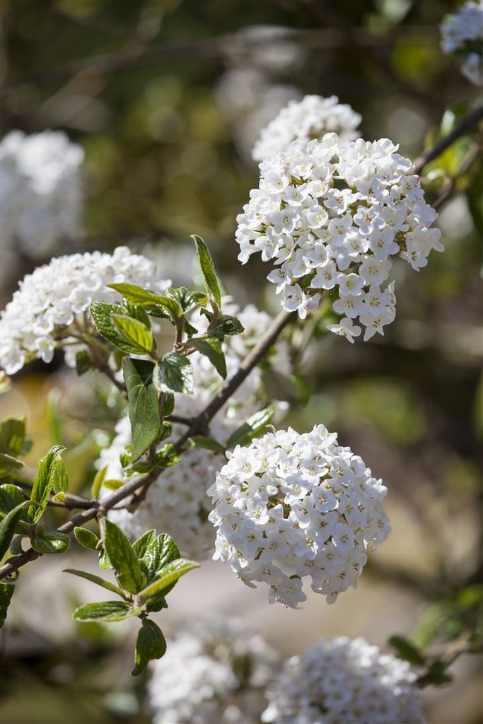 Viburnum burkwoodii 'Anne Russel', Duft-Schneeball, weiß-rosa, 60–80 cm