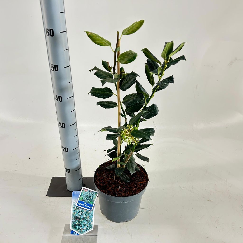 Ilex 'Nellie R. Stevens' - Stechpalme | 30-40 cm im Topf