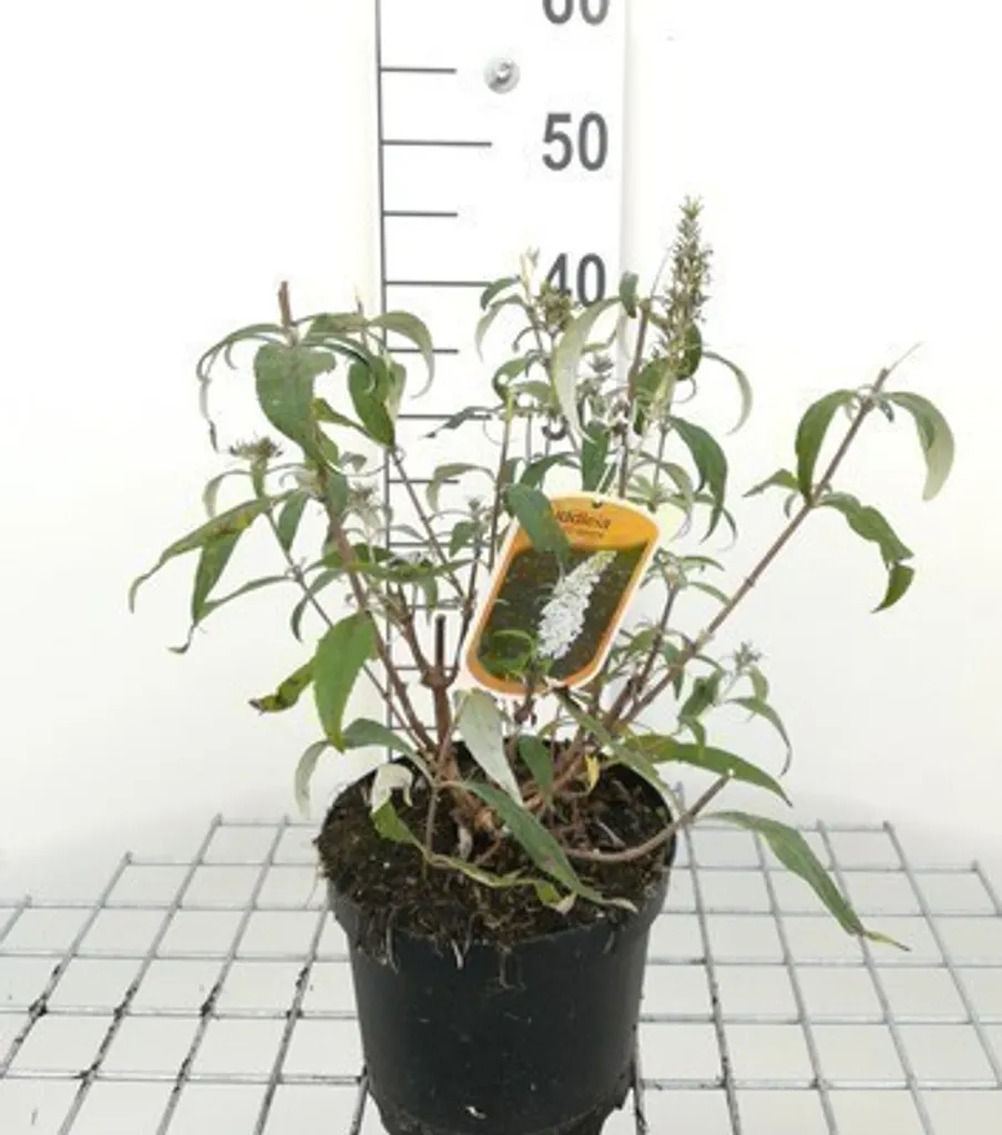 Buddleja Markeep Marbled White® à fleurs blanches - Arbuste décoratif 60cm