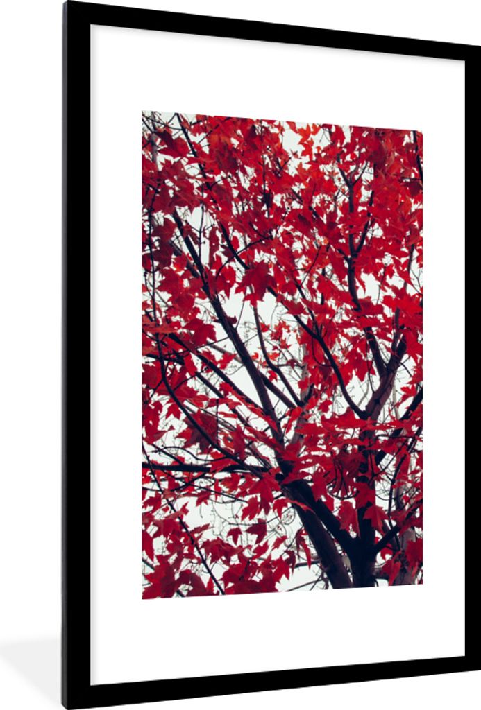 MuchoWow Gerahmtes Poster Ahorn - Blätter - Herbst - Natur 60x90 cm - Poster mit Schwarzem Bilderrahmen Wandposter Rahmen Foto Bilder - Dekorati...