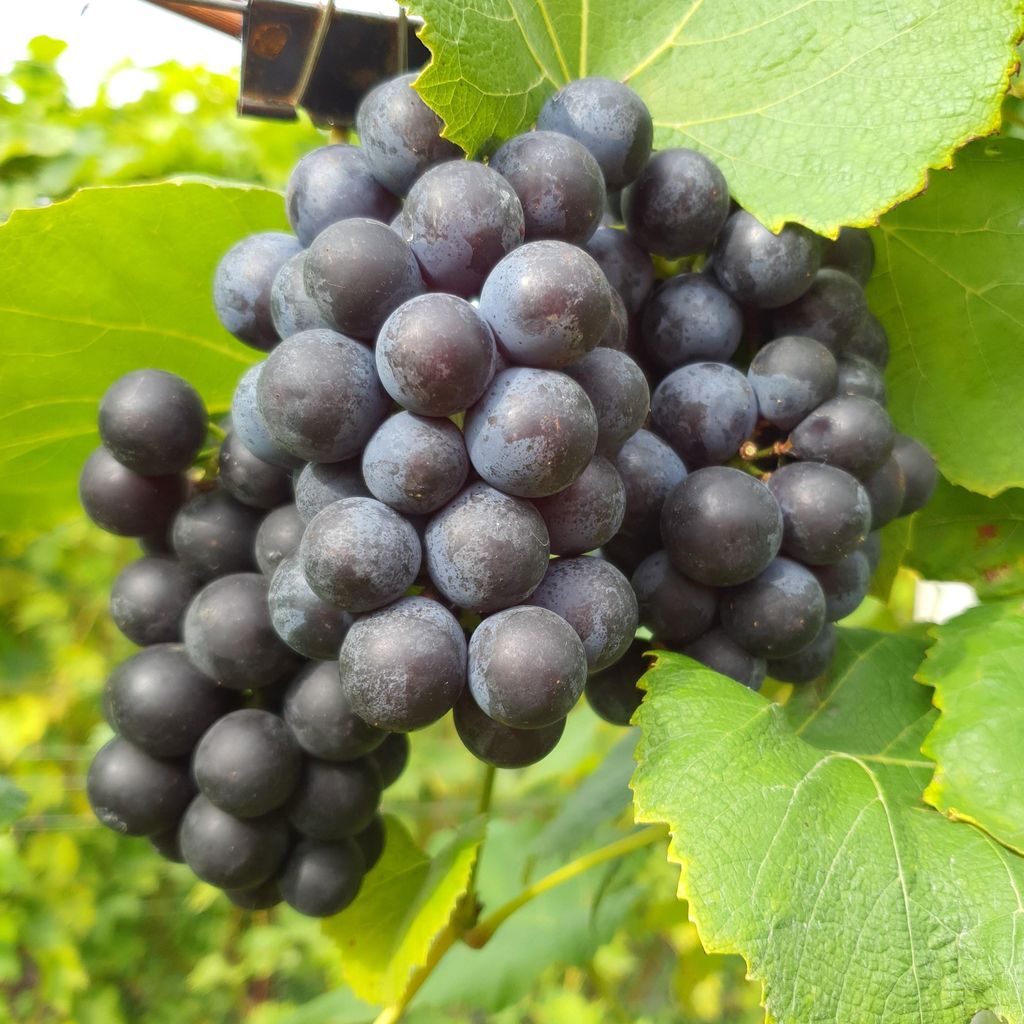Winorośl Alwood 2L Zdjęcie produktu 