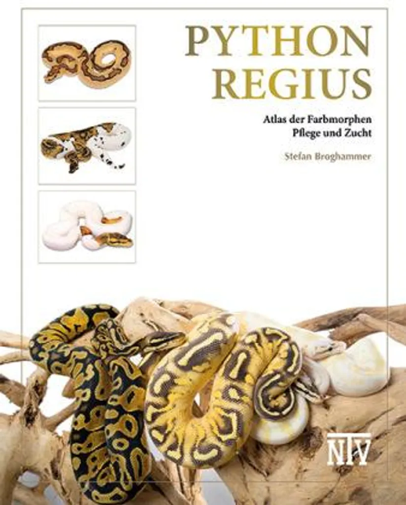 Python regius : le serpent calme sans stress pour nouvel éleveur - 2