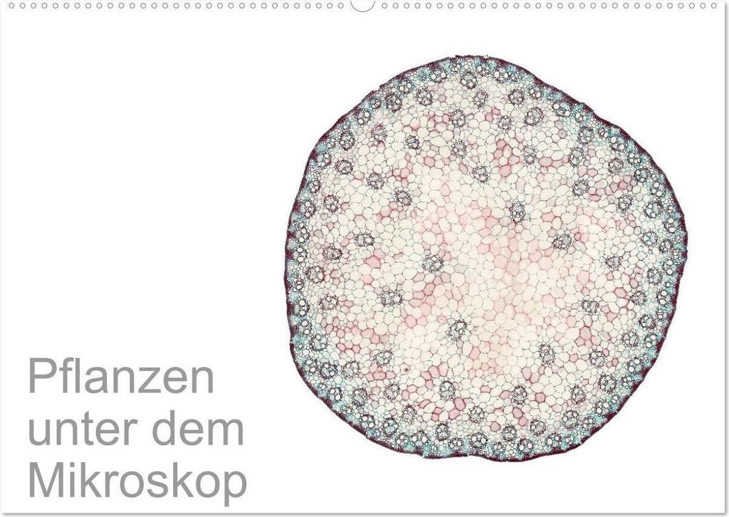 Pflanzen unter dem Mikroskop (Wandkalender 2026 DIN A2 quer), CALVENDO Monatskalender