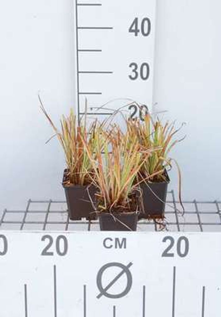 6 x Carex elata 'Aurea' ('bowles golden') - Steife Segge Aurea - Topf 9x9 cm