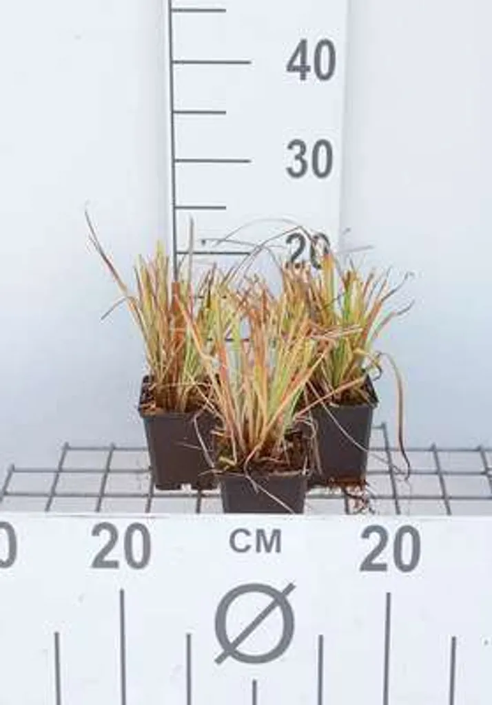 6 x Carex elata Aurea Bowles Golden - Laîche rigide en pot de 9x9 cm