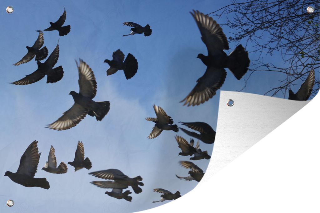 MuchoWow 60x40 cm Outdoor-Poster Gartendeko Sichtschutz Garten Poster für den Garten Tauben - Blau - Himmel
