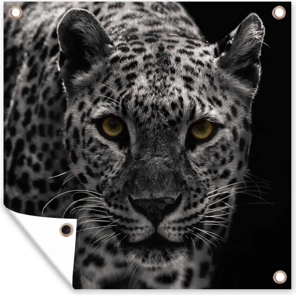 MuchoWow 100x100 cm Outdoor-Poster Gartendeko Sichtschutz Garten Poster für den Garten Schwarz-Weiß-Foto eines farbigen Leoparden