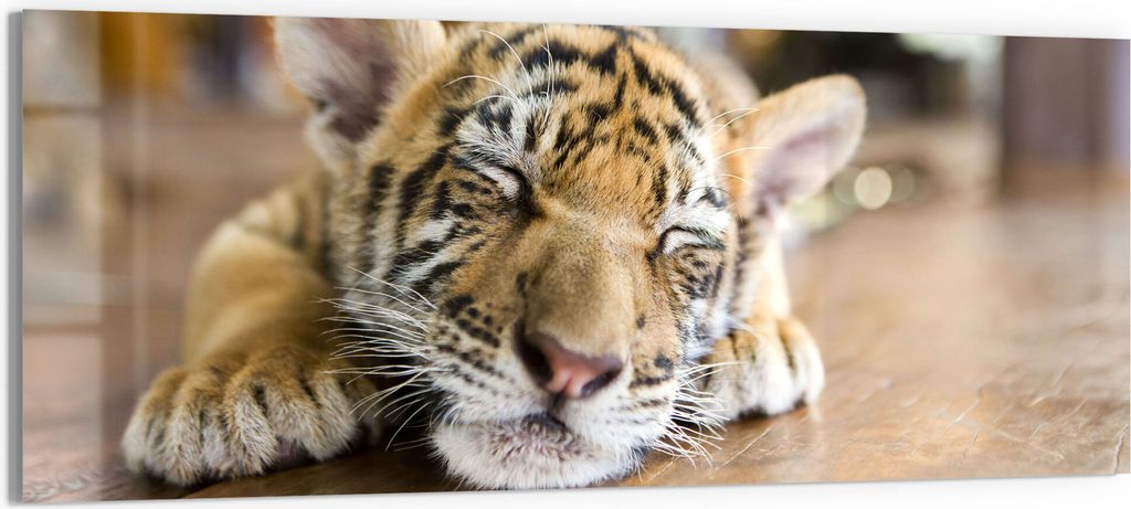DEQORI Glasbild Echtglas 150x60 cm 'Schlafendes Tigerbaby' Wandbild Bild modern Deko