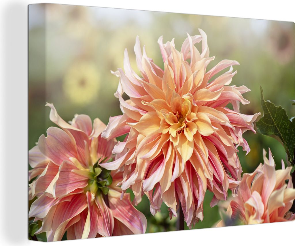 OneMillionCanvasses - Leinwandbilder - 140x90 cm, Drei orangefarbene Dahlien, Wandbilder Kunstdruck Wanddekoration