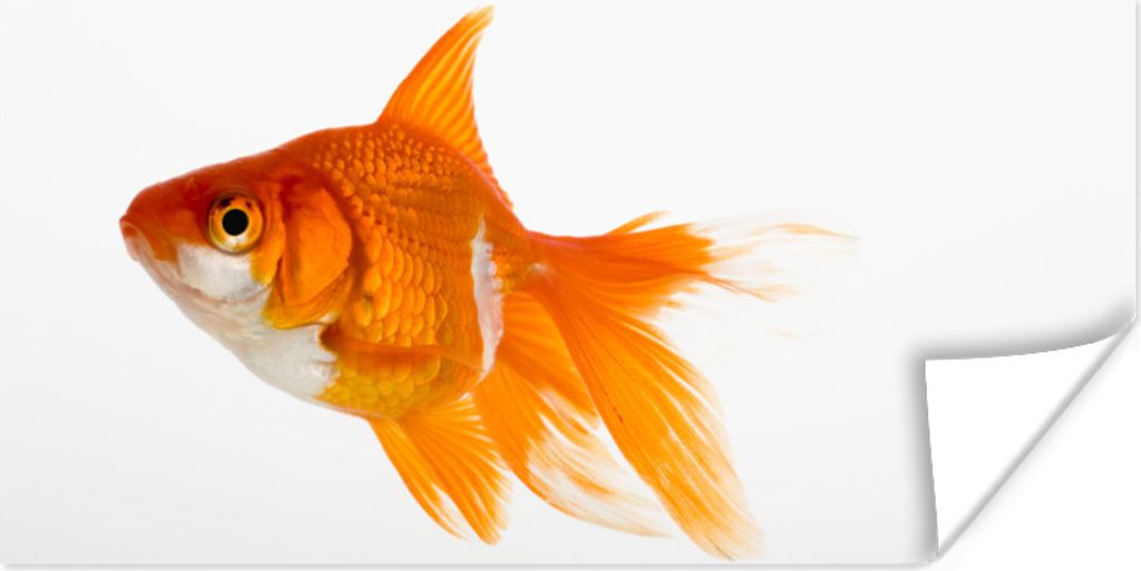 MuchoWow Poster Goldfisch - Fisch - Weiß 120x60 cm - Bild