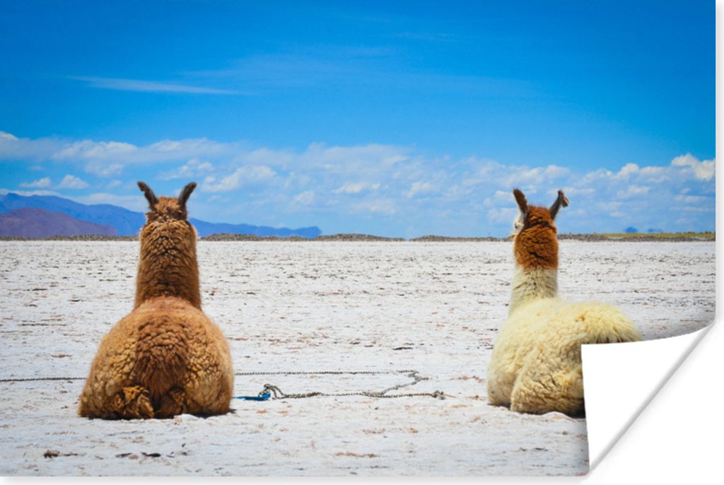 MuchoWow Poster Lama - Tiere - Sand 90x60 cm - Schlafzimmer