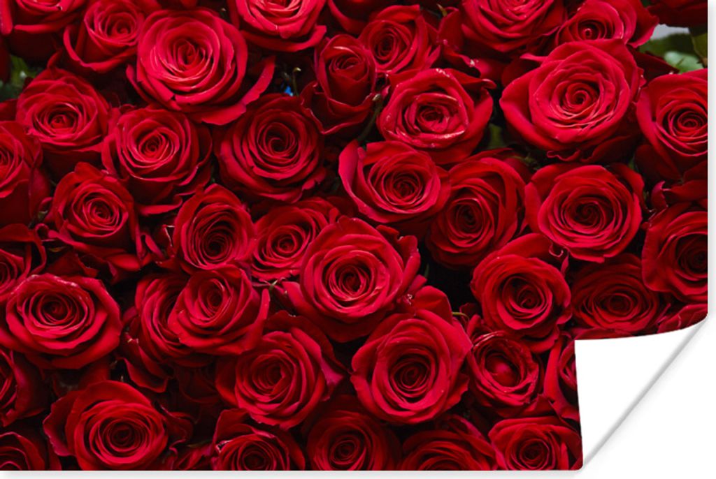 MuchoWow Poster Rosen - Rosenblütenblätter - Rot 90x60 cm - Schlafzimmer