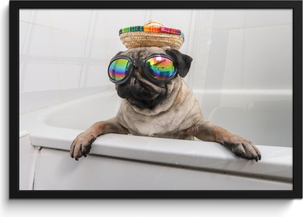 MuchoWow MuchoWow Gerahmtes Poster Mops mit Sonnenbrille in der Badewanne 60x40 cm - Poster mit zchwarzem Bilderrahmen - Printing - Wanddeko Sc...