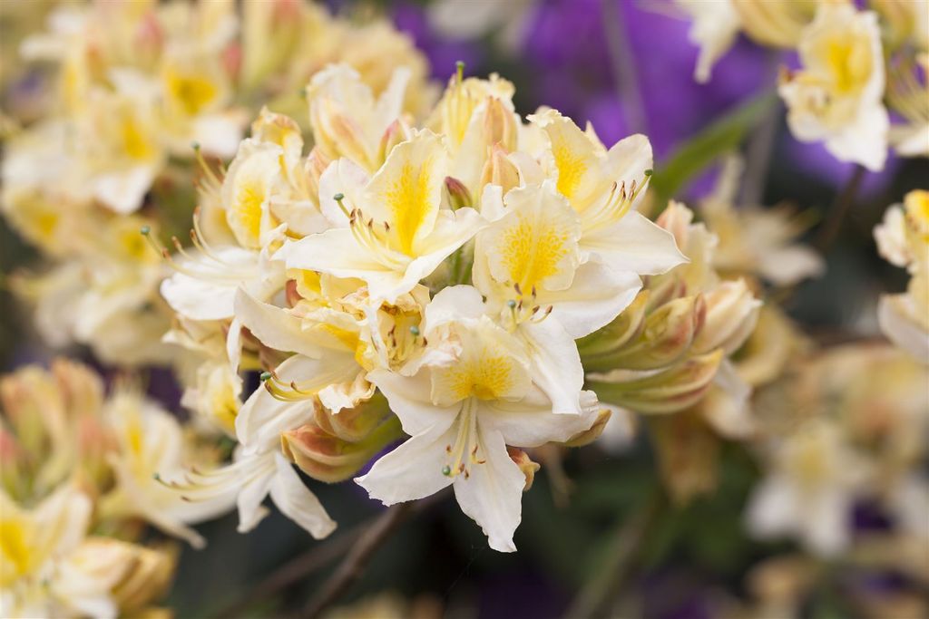 Rhododendron luteum 'Daviesii', gelb, 30–40 cm