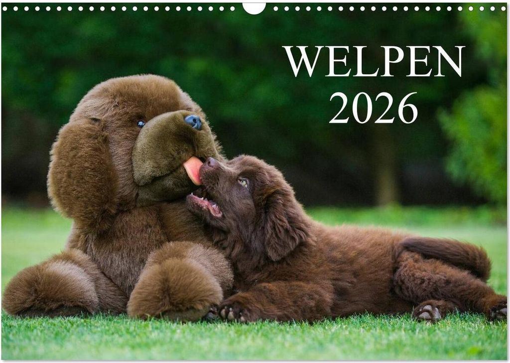 Welpen 2026 (Wandkalender 2026 DIN A3 quer), CALVENDO Monatskalender