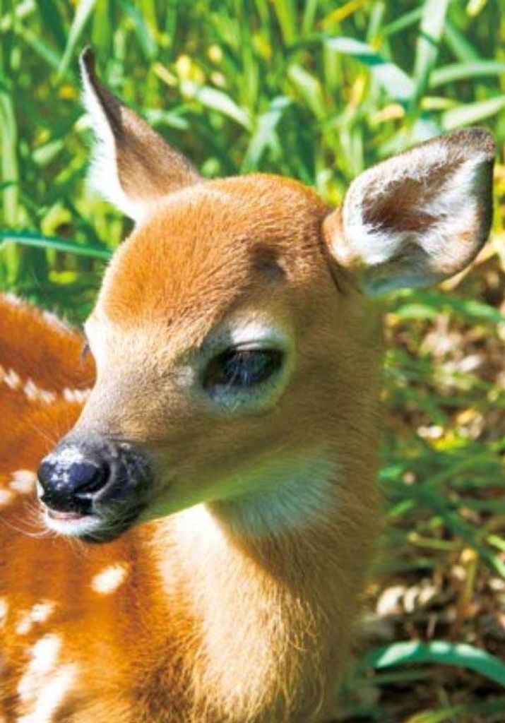 3 D Ansichtskarte Rehkitz, Postkarte Wackelkarte Hologrammkarte Tiere Tier Reh