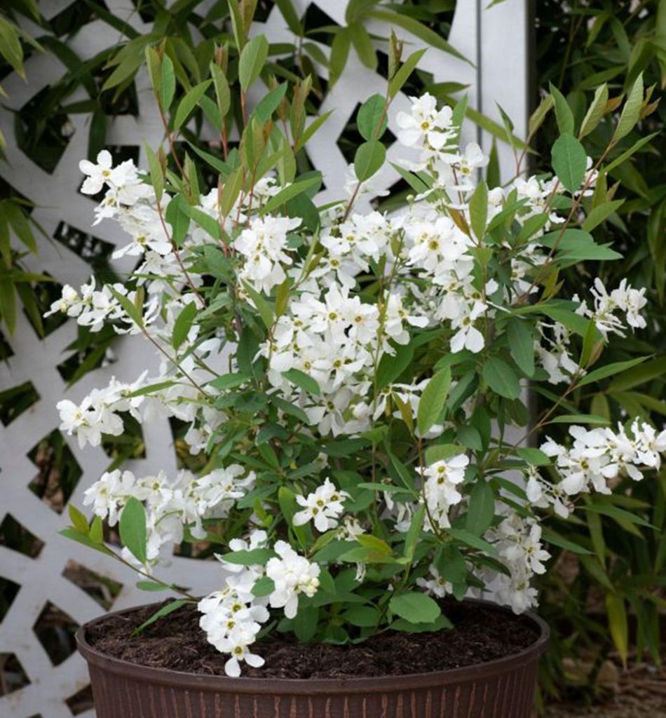 Prunkspiere ́BLUSHING PEARL ́ 60-70 cm, Cont. 2,5 l