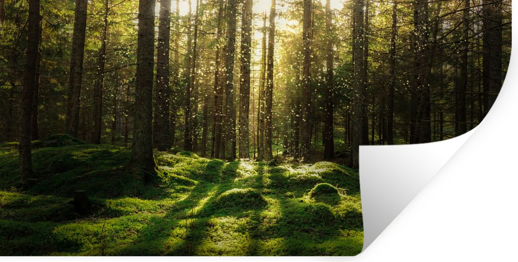 MuchoWow Wandtattoo Wandsticker Wandaufkleber Bäume - Wald - Moos - Pflanzen - Sonne - Natur 120x60 cm Selbstklebend und Repositionierbar - Stic...