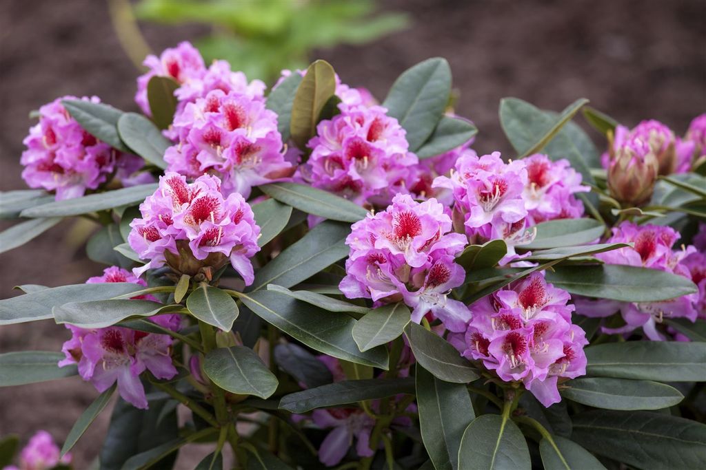 Rhododendron Hybr. 'Belami', Rhododendron, 30–40 cm