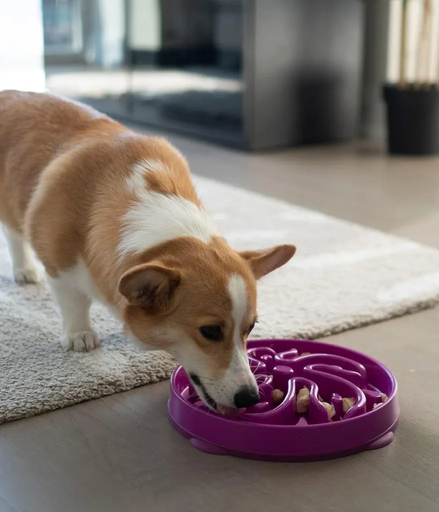 Gamelle Anti-Glouton pour Chien Fun Feeder Slo Bowl Violette et Large - 2