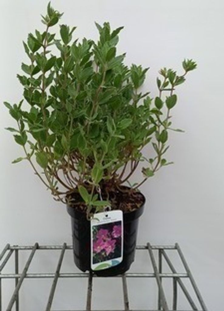 Cistus pulverulentus 'Sunset' - Zistrose 20- 25 cm Produktbild 