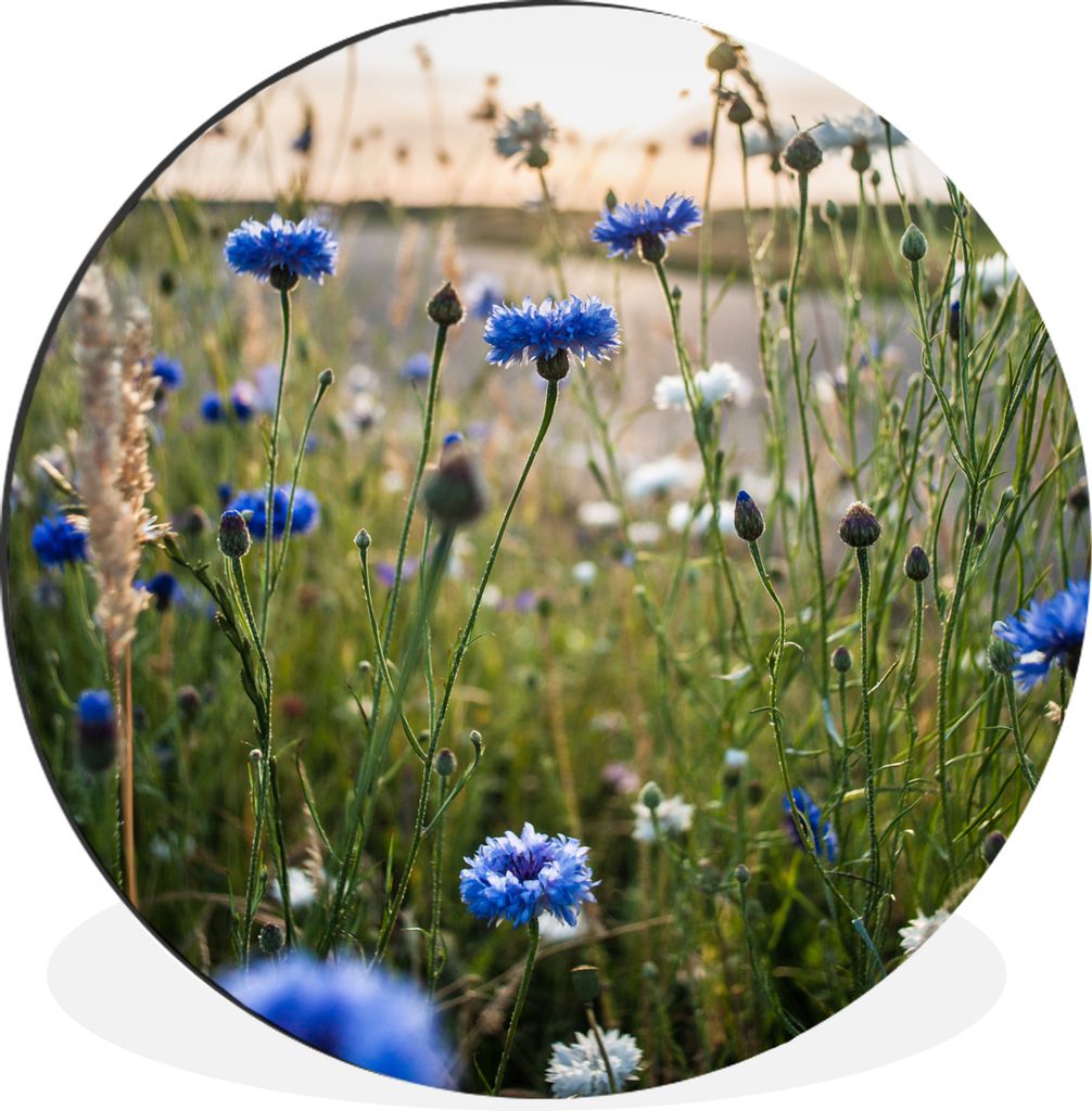 MuchoWow Aluminium Wandkreis Blumen - Sommer - Kornblume - Blau - Sonne - Wolken Ø 30 cm Wanddeko Modern Wohnzimmer - Wand Bild - Wohnzimmer - R...
