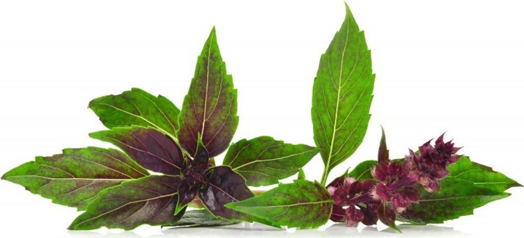 Basilikum Thai- "Siam Queen" - 40 Samen