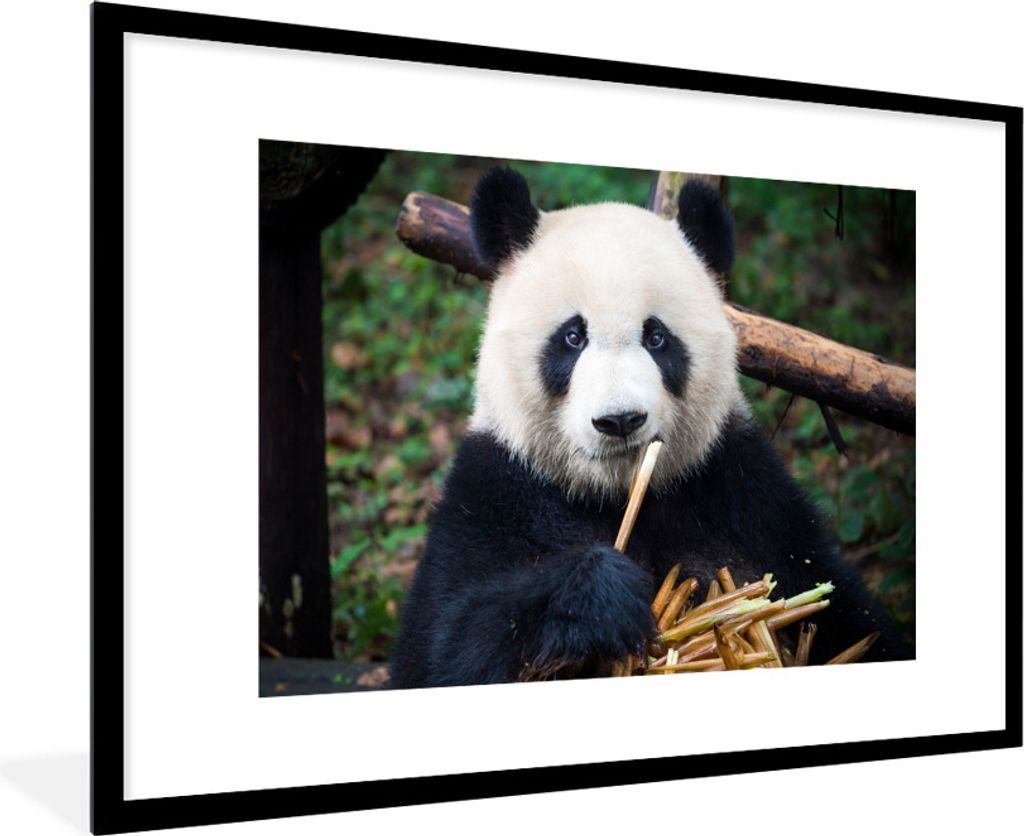 MuchoWow Gerahmtes Poster Panda - Bambus - Natur 90x60 cm - Poster mit Schwarzem Bilderrahmen Wandposter Rahmen Foto Bilder - Wanddekoration - Fotos