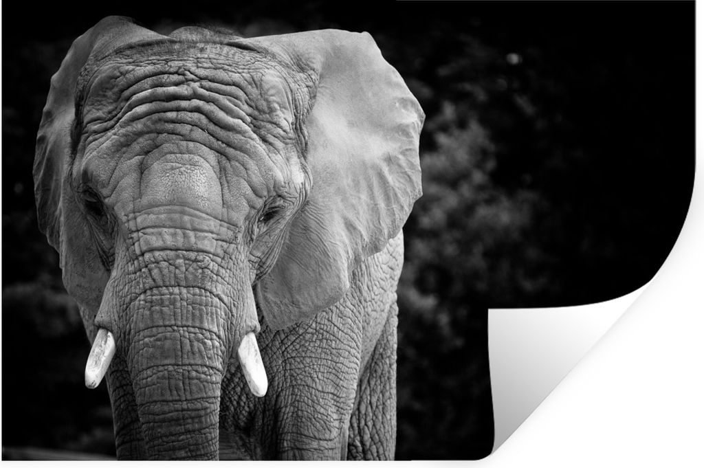 MuchoWow Wandtattoo Wandsticker Wandaufkleber Porträt eines Elefanten in Schwarz und Weiß 30x20 cm Selbstklebend und Repositionierbar - Wierder...