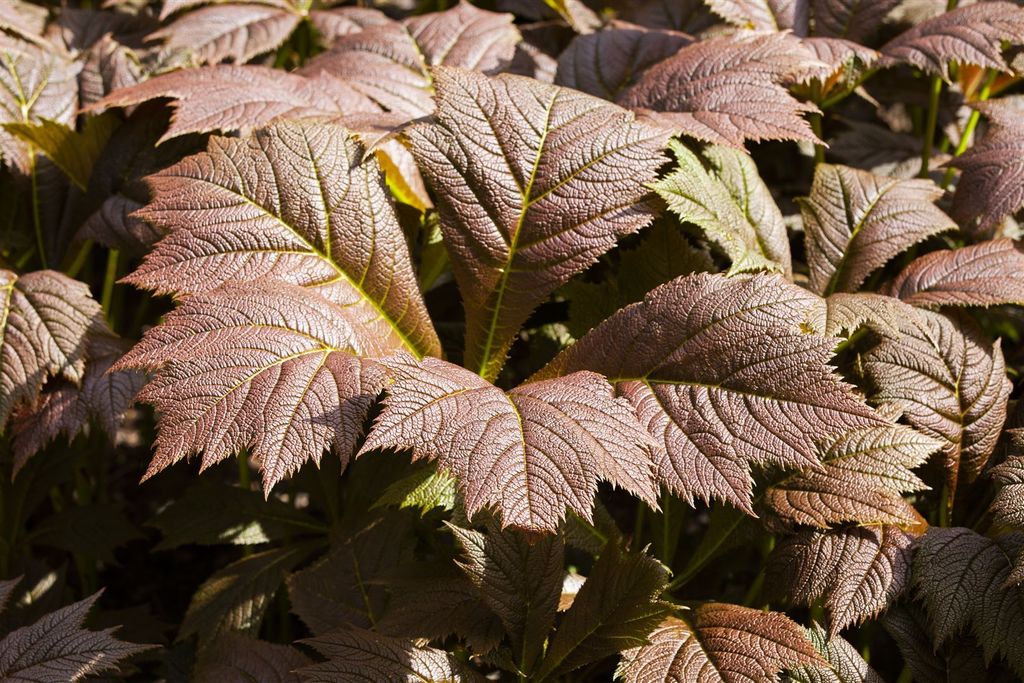 Rodgersia podophylla 'Rotlaub', Schaublatt, rotlaubig, ca. Produktbild 