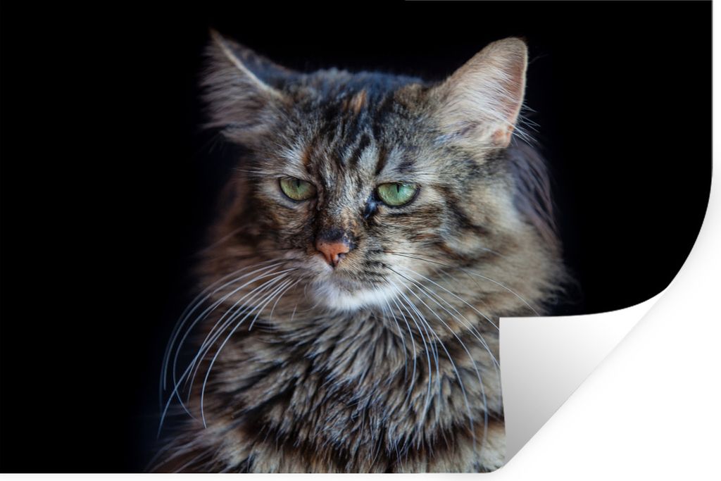 MuchoWow Wandtattoo Wandsticker Wandaufkleber Maine Coon Katze mit schwarzem Hintergrund 30x20 cm Selbstklebend und Repositionierbar - Wierderver...