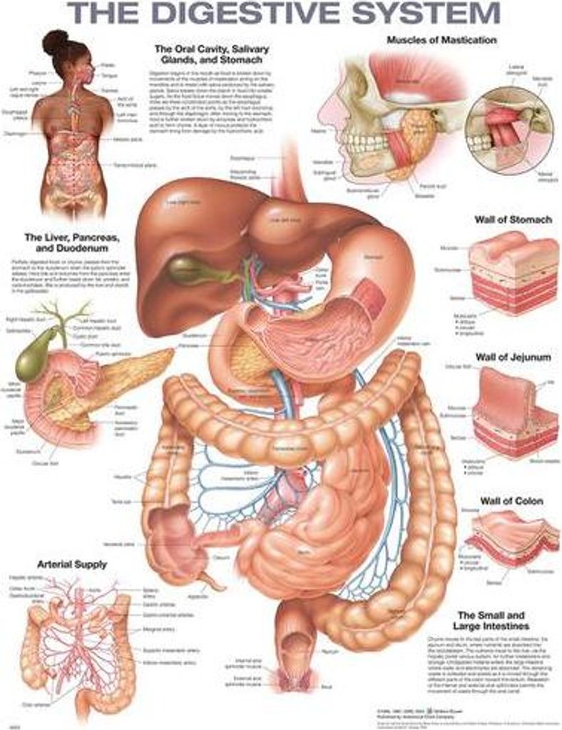 Grafico anatomico dell'apparato digerente Immagine del prodotto 