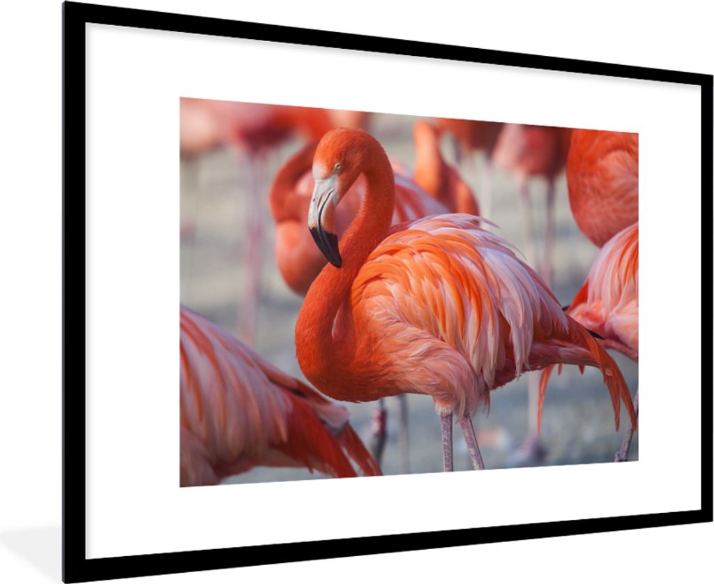 MuchoWow Gerahmtes Poster Flamingo - Vogel - Tiere - Rosa 90x60 cm - Poster mit Schwarzem Bilderrahmen Wandposter Rahmen Foto Bilder - Wanddekora...
